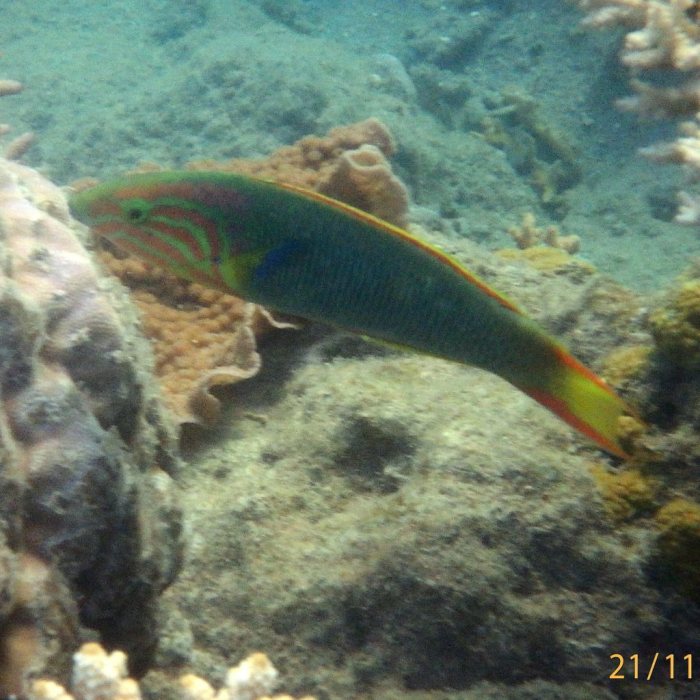 Thalassoma lutescens