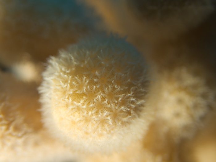 Corail dur