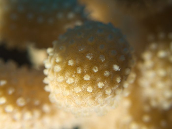 Corail dur