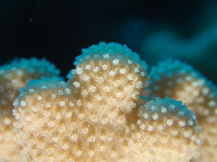 Corail dur
