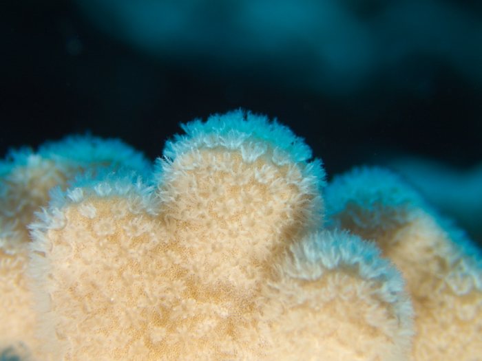 Corail dur