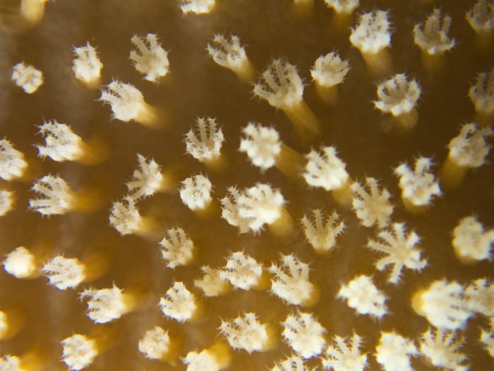 Corail dur