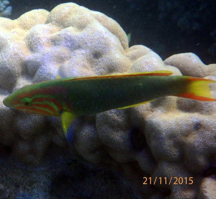 Thalassoma lutescens