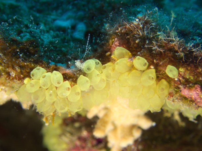 Perophora modificata