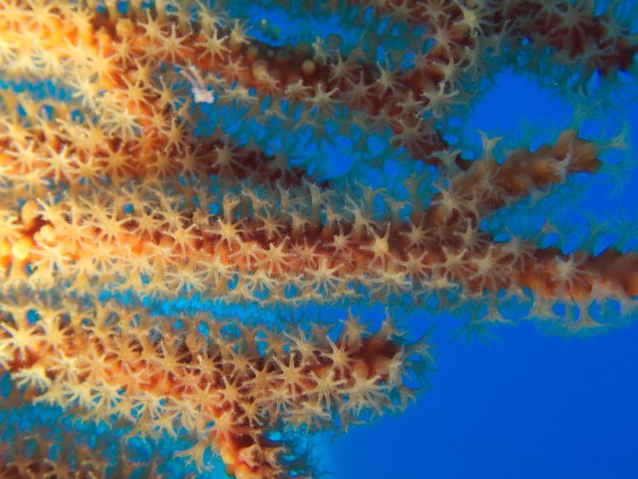 Corail dur