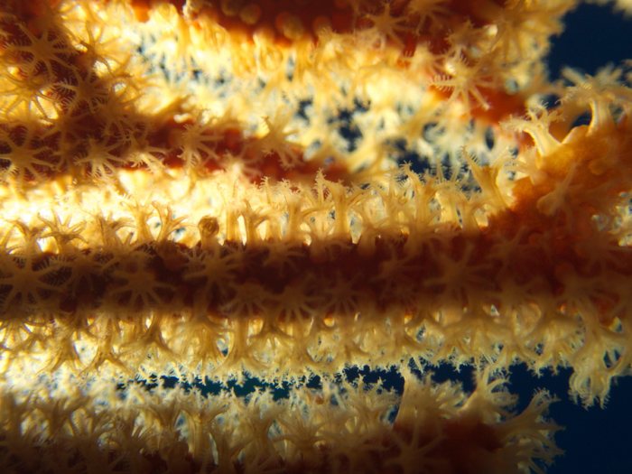 Corail dur