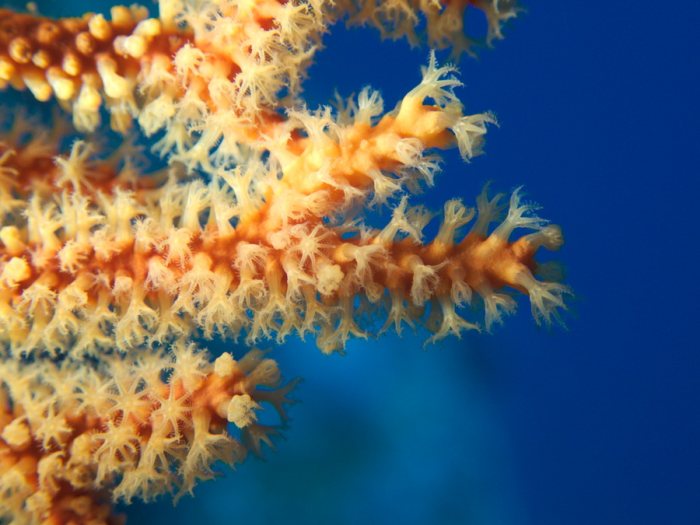 Corail dur