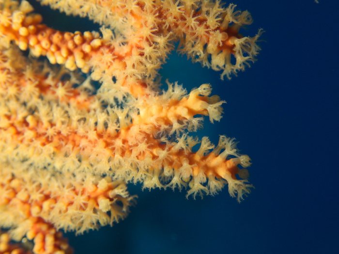 Corail dur