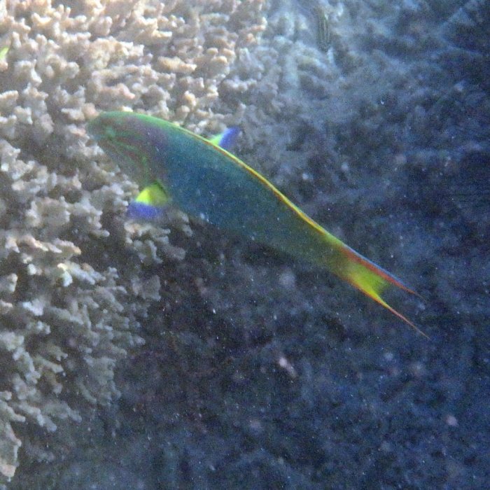 Thalassoma lutescens