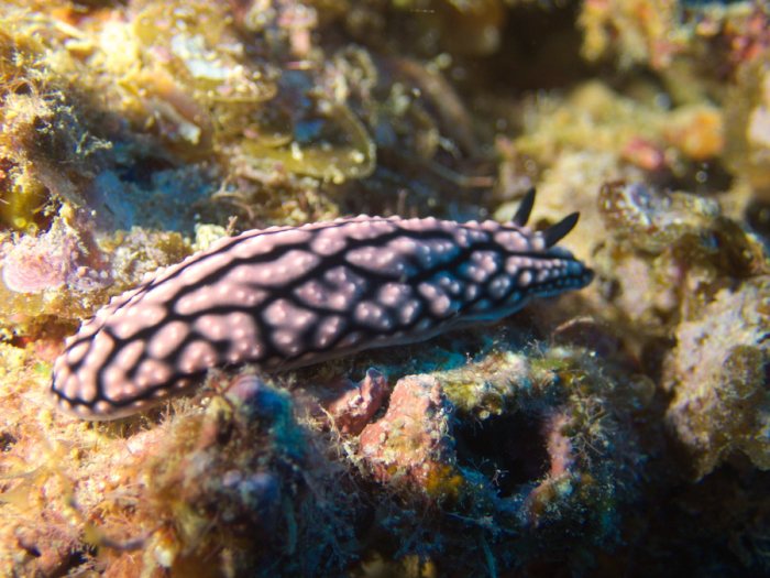 Phyllidiella pustulosa