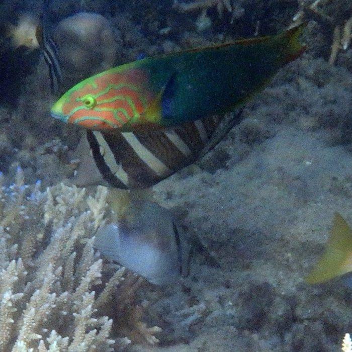 Thalassoma lutescens