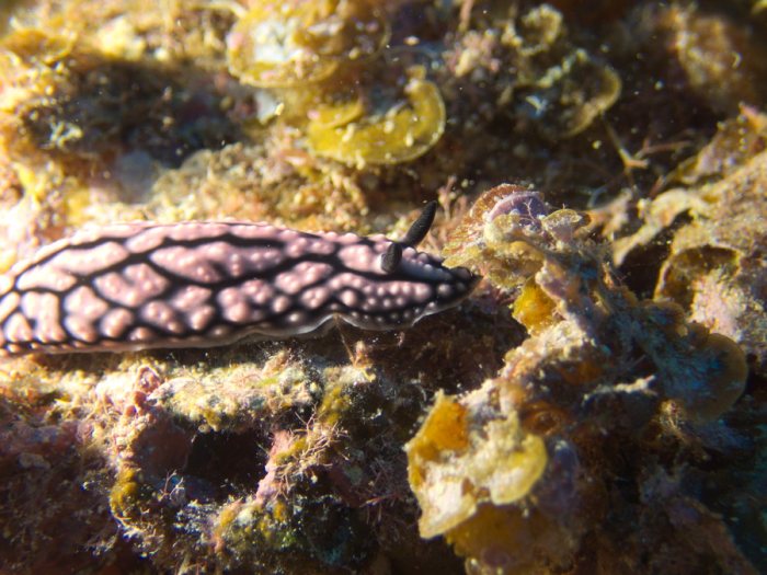 Phyllidiella pustulosa
