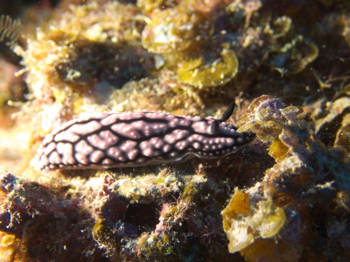 Phyllidiella pustulosa