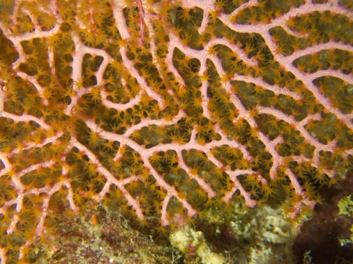 Corail dur