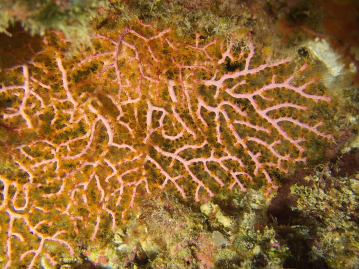 Corail dur