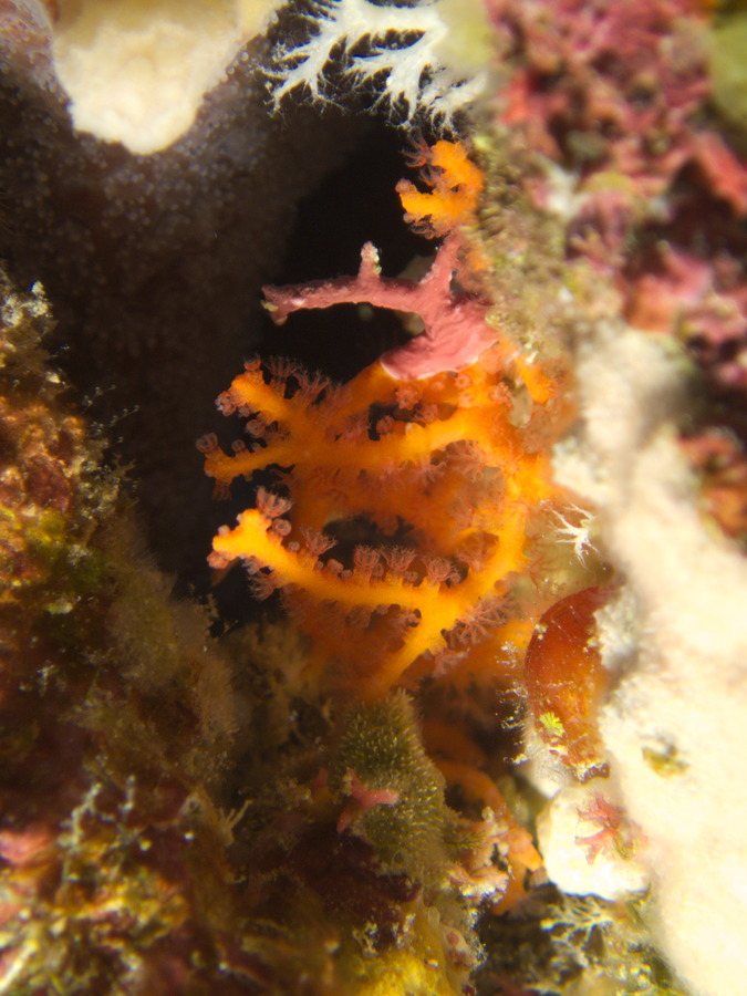 Corail dur