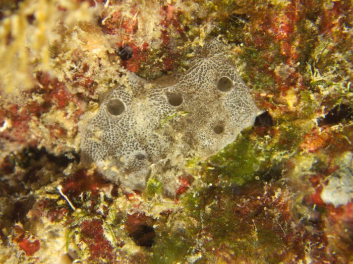 Éponges