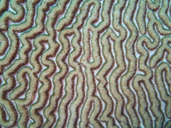Corail dur