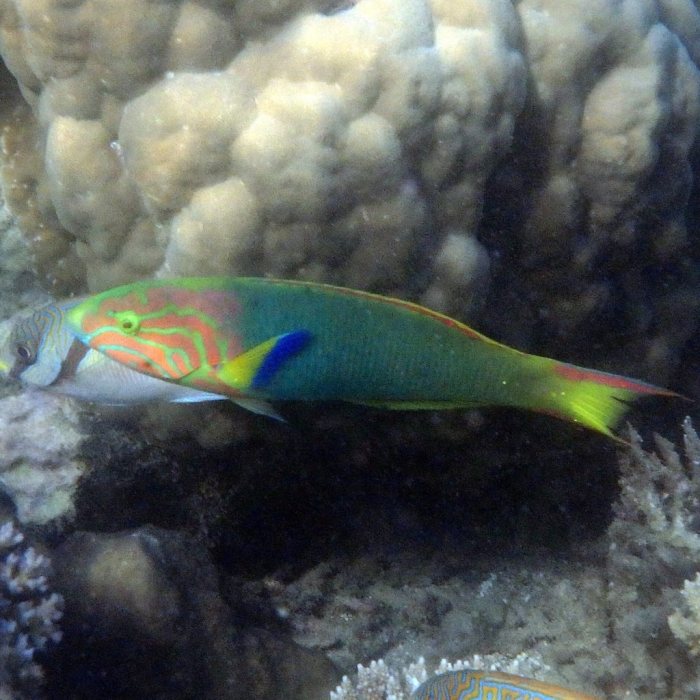 Thalassoma lutescens