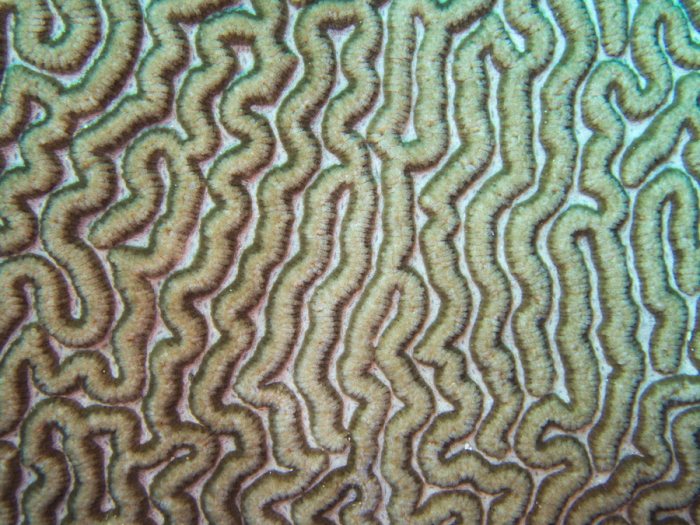 Corail dur