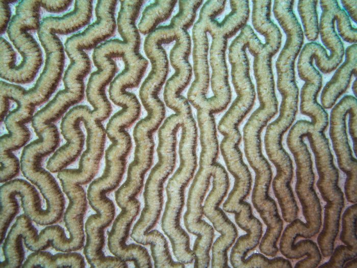 Corail dur