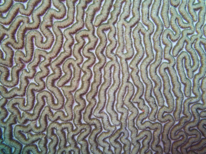 Corail dur