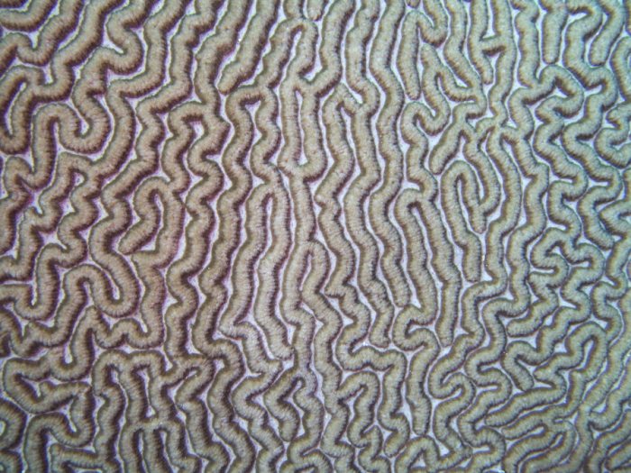 Corail dur