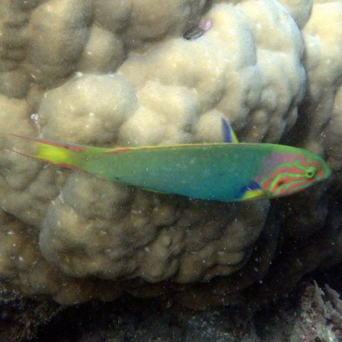 Thalassoma lutescens