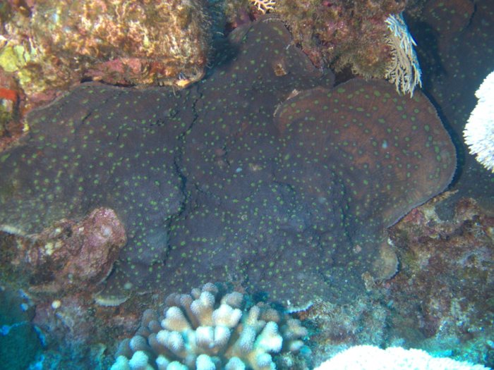 Corail dur