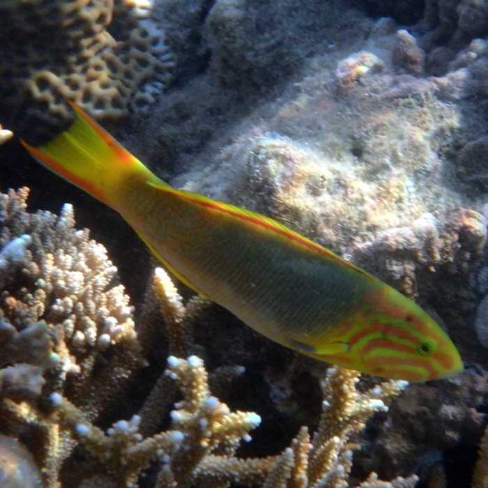 Thalassoma lutescens
