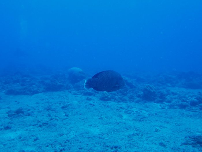 Cheilinus undulatus