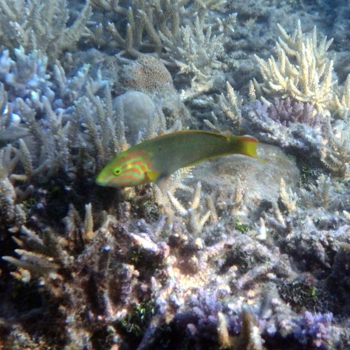 Thalassoma lutescens
