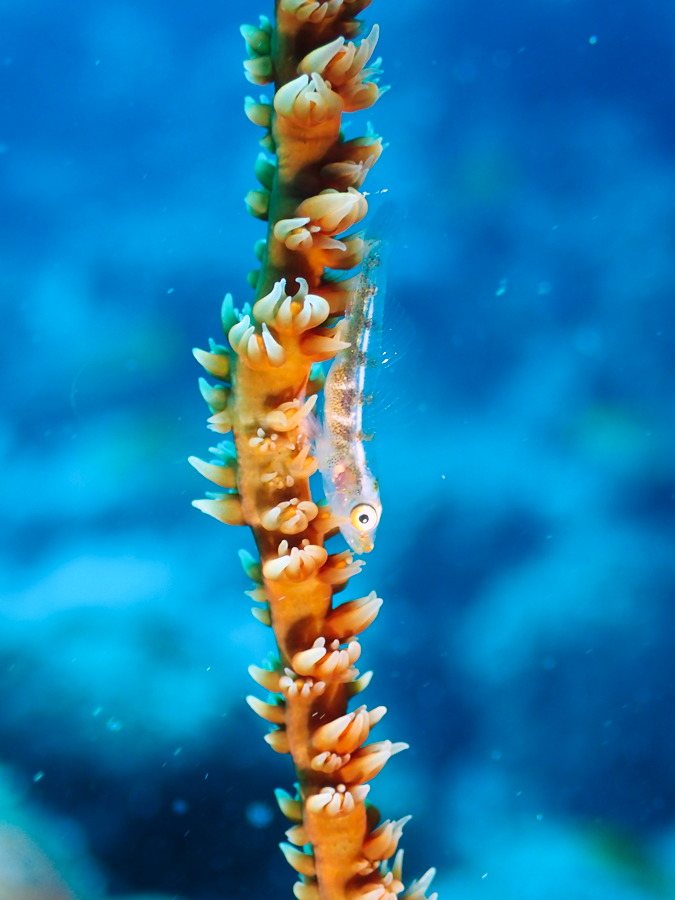 Bryaninops yongei