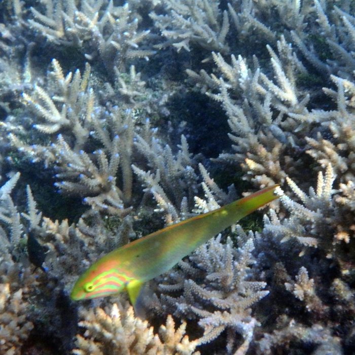 Thalassoma lutescens