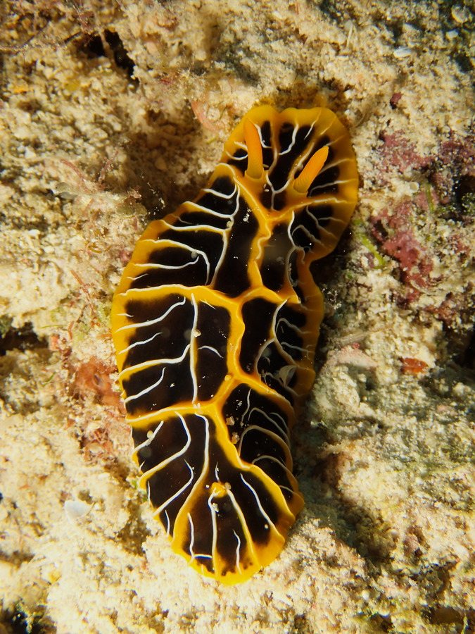 Reticulidia halgerda