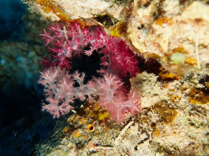 Dendronephthya sp.