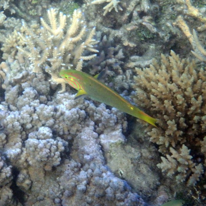 Thalassoma lutescens