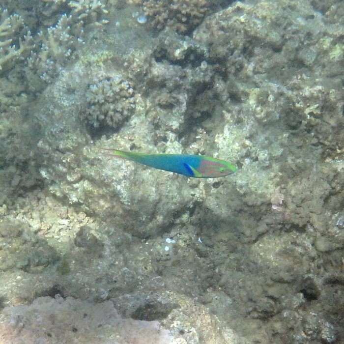 Thalassoma lutescens