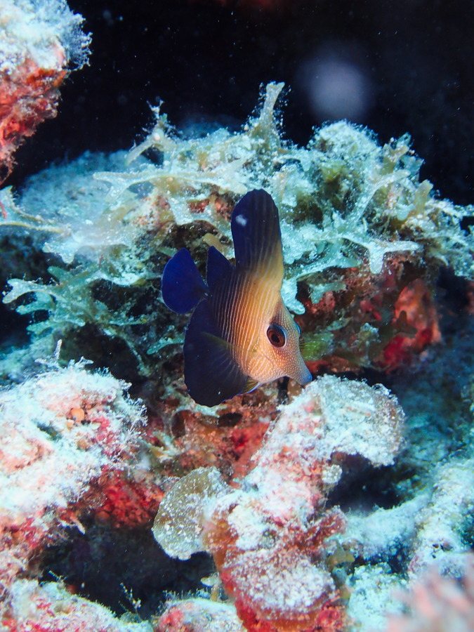 Zebrasoma scopas