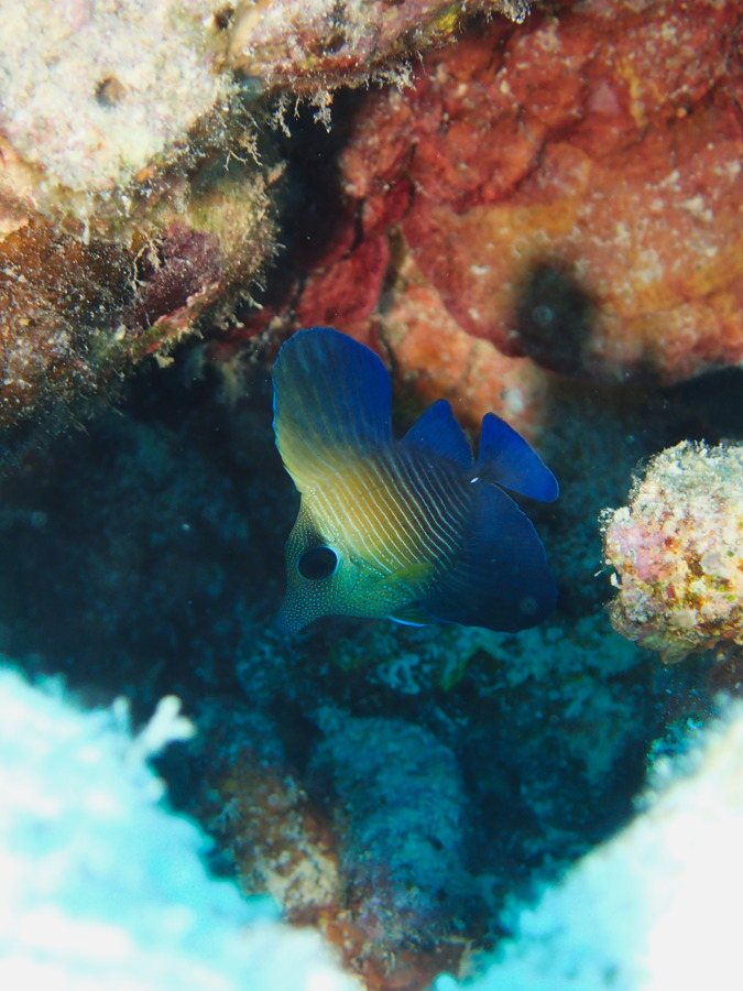 Zebrasoma scopas