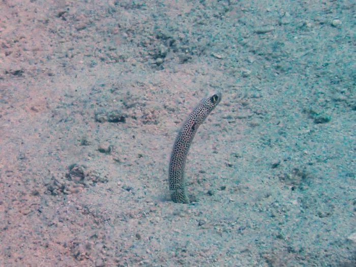 Heteroconger hassi