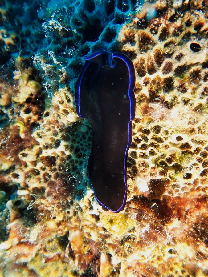 Pseudoceros sapphirinus