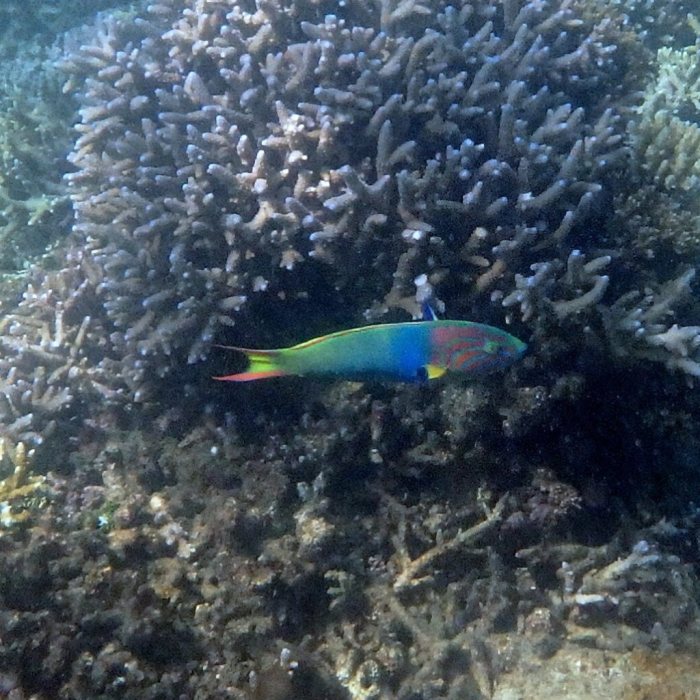 Thalassoma lutescens