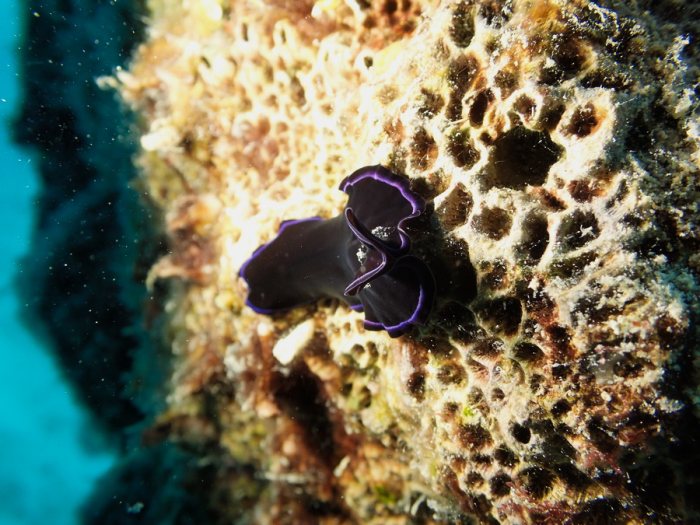 Pseudoceros sapphirinus