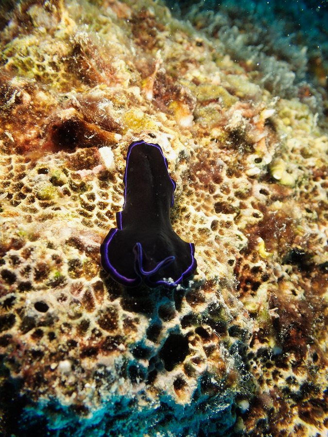 Pseudoceros sapphirinus