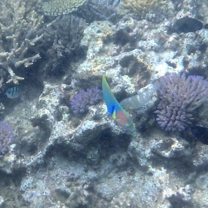 Thalassoma lutescens