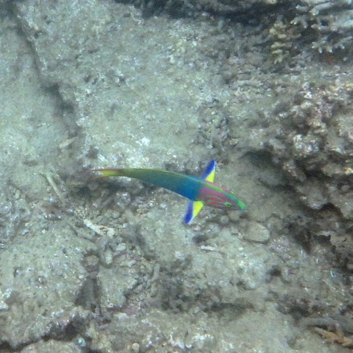 Thalassoma lutescens