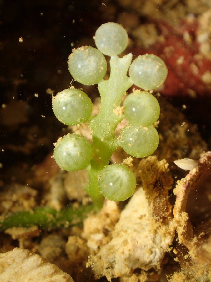 Caulerpa sedoides