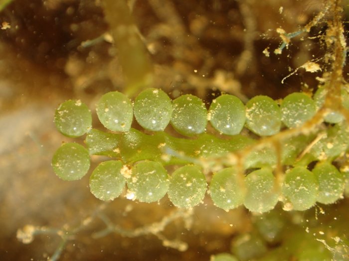 Caulerpa sedoides
