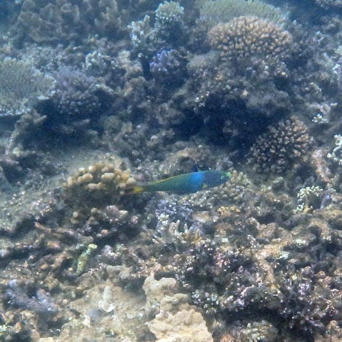 Thalassoma lutescens